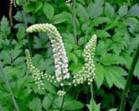 Black Cohosh P.E.